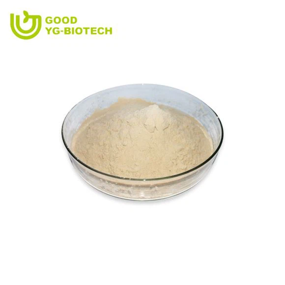 Lion's mane extract beta glucan